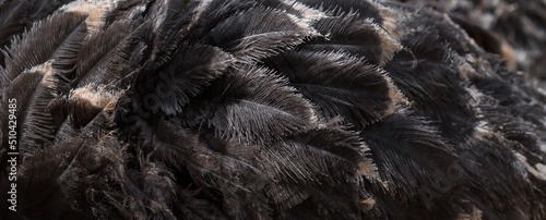 Banner. Beautiful texture of black ostrich feathers close-up. Abstract background with the image of a bird's wing.