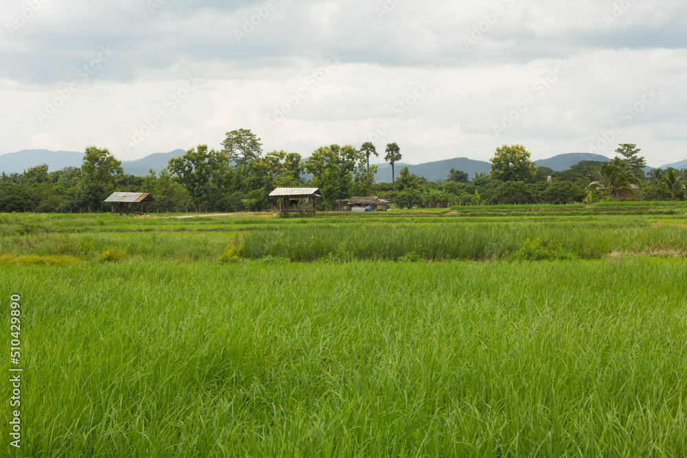 green rice field in Thailand