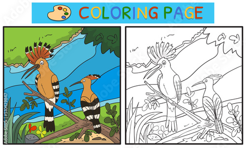 coloring pages or books for children. cute hoopoe illustration on the tree