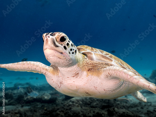 Seascape with Green Sea Turtle in the Caribbean Sea around Curacao © NaturePicsFilms