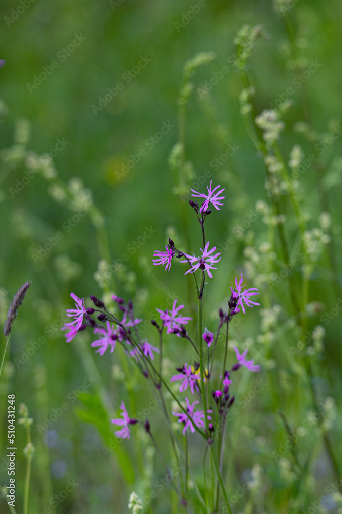 flower flower