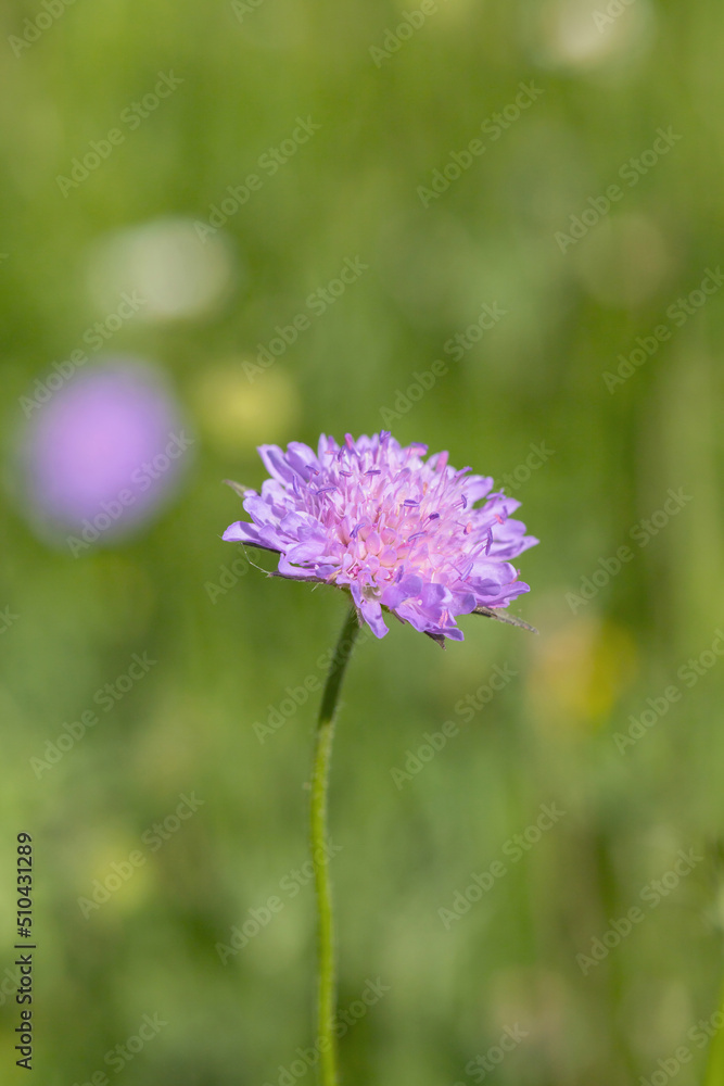 knautia arvensis, field, scabious, blossom, flower, meadow, green, purple, pink, closeup, macro knautia arvensis, field, scabious, blossom, flower, meadow, green, purple, pink, closeup, macro