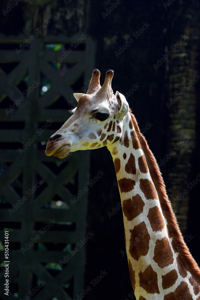 Portrait of a young giraffe in their environment Portrait of a young giraffe in their environment