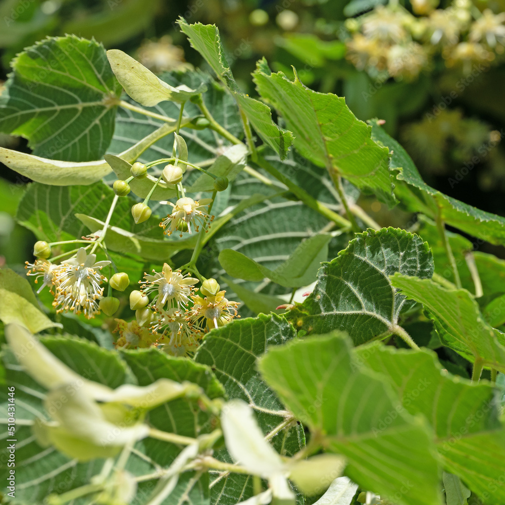 Blühende Sommerlinde, Tilia platyphyllos, Nahaufnahme Blühende Sommerlinde, Tilia platyphyllos, Nahaufnahme