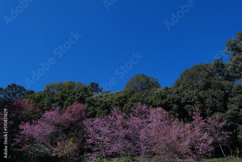 Colorful flower bloom with the nice clear sky