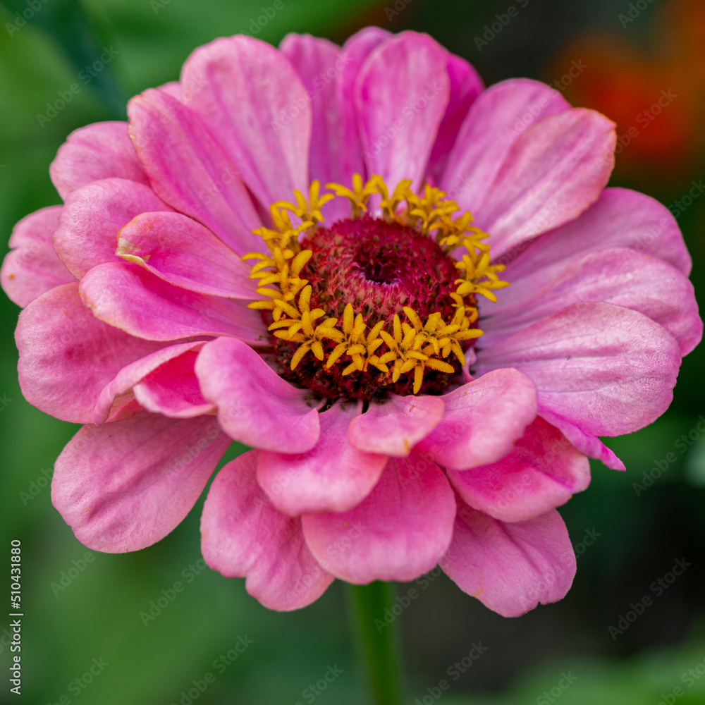 Beautiful zinnia flower on a natural background. Gardening, landscape design. Beautiful zinnia flower on a natural background. Gardening, landscape design.