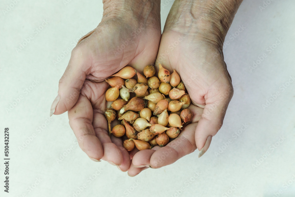 Hands holding small onion bulbs. Planting onions in the ground. A handful of onion seeds isolated with copy space. Growing organic onions Hands holding small onion bulbs. Planting onions in the ground. A handful of onion seeds isolated with copy space. Growing organic onions