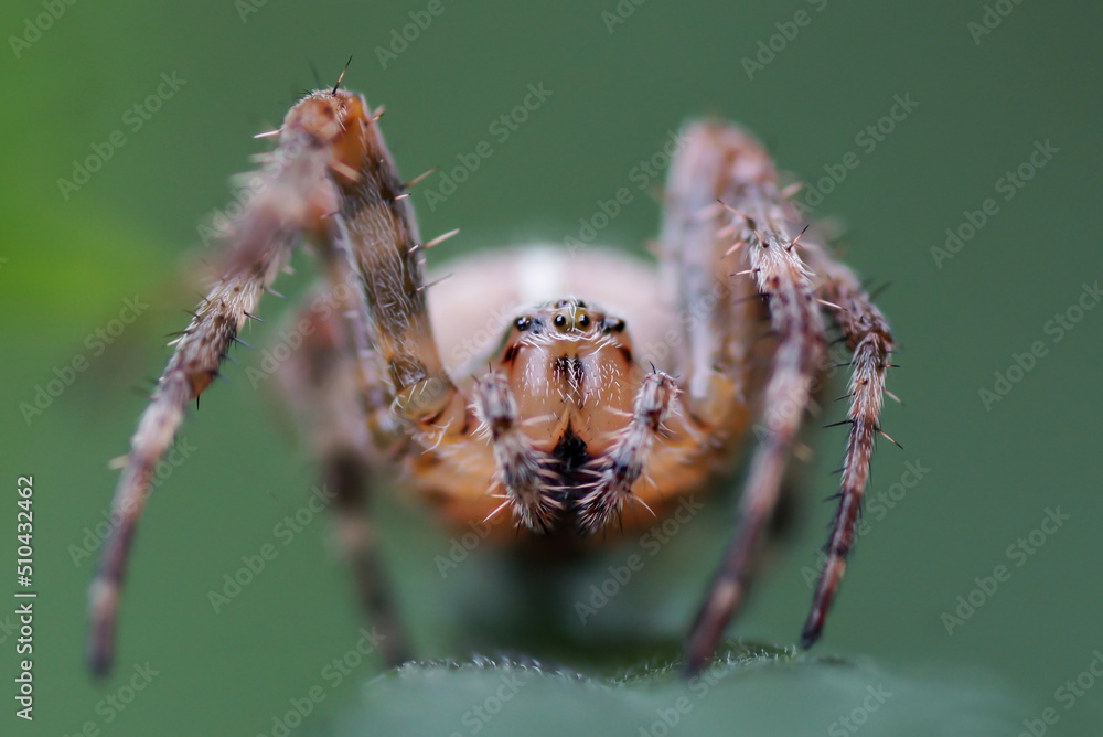 Fototapeta premium Spinne