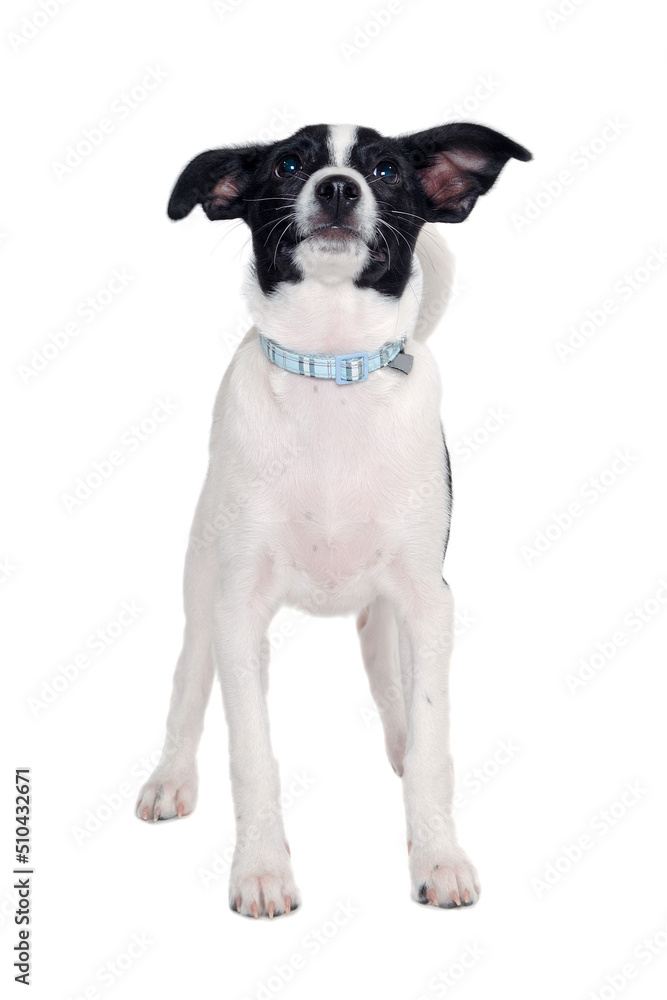 Happy Rat terrier puppy dog is standing on a white background