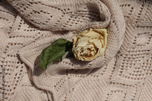 dried white rose on a knitted sweater