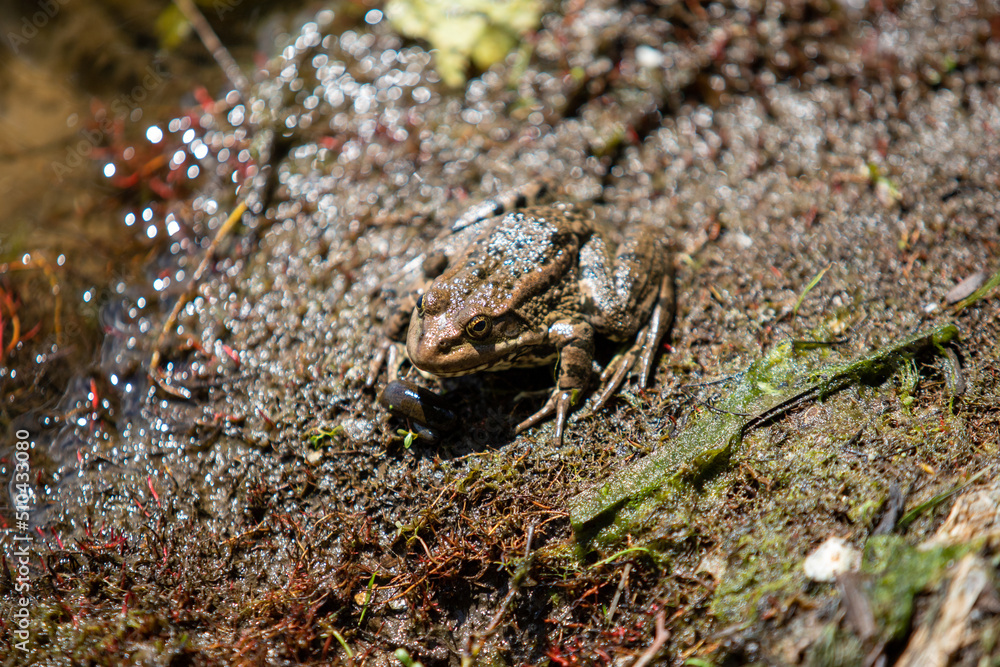 The frog sits on the shore close-up. The frog sits on the shore close-up.