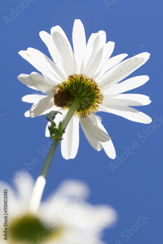 Bottom view of chamomile flowers in the sky. Abstraction in the spotlight.