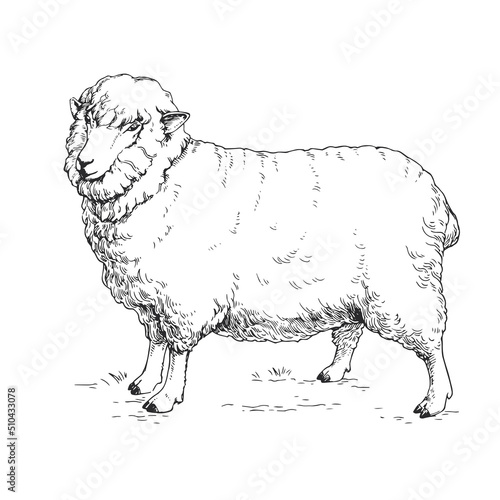 Vector hand drawn illustration of a white sheep staying on the ground. Sketch of ewe isolated on white.