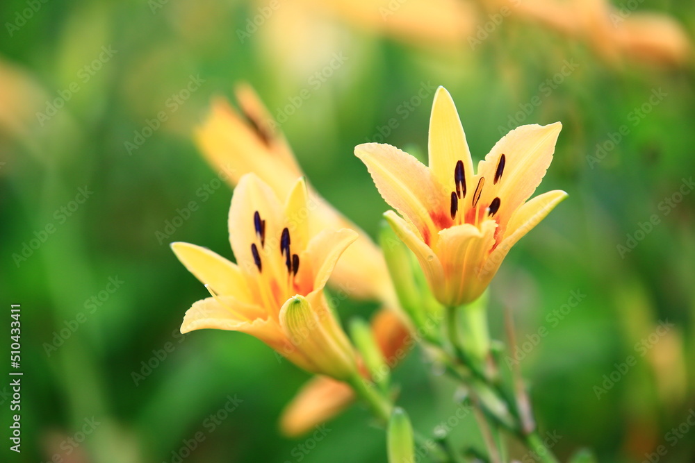 blooming Daylily(Hemerocallis fulva) flowers and buds,close-up of yellow with orange flowers blooming in the garden
blooming Daylily(Hemerocallis fulva) flowers and buds,close-up of yellow with orange flowers blooming in the garden