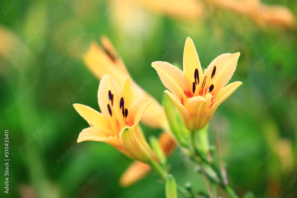 blooming Daylily(Hemerocallis fulva) flowers and buds,close-up of yellow with orange flowers blooming in the garden 
