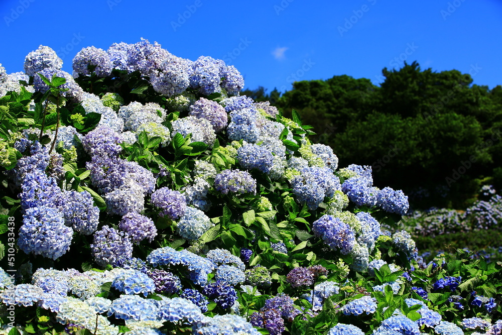 amazing view of blooming colorful Hydrangea(Big-leaf Hyrdangea) flowers,close-up of blue with yellow Hydrangea flowers blooming in the garden in summer