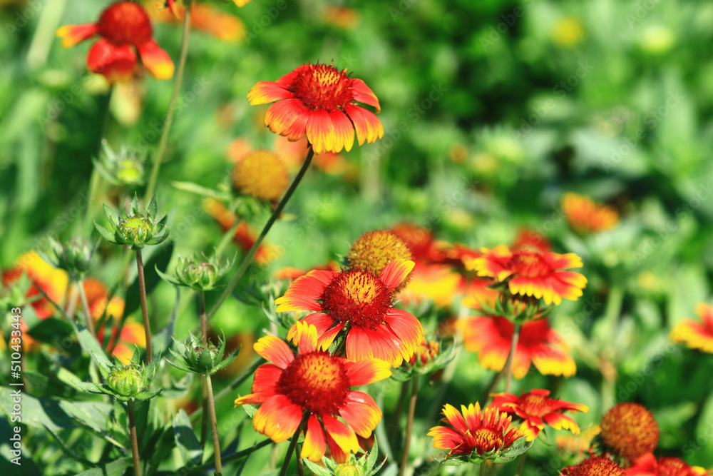blooming colorful Firewheel flowers,close-up of yellow with orange flowers blooming in the garden
blooming colorful Firewheel flowers,close-up of yellow with orange flowers blooming in the garden