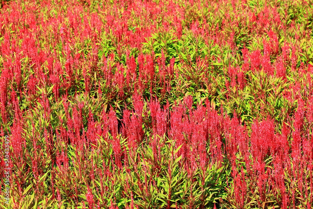 amazing view of red Cockscomb flowers blooming in the garden at sunny summer,close-up of colorful flowers blooming in the garden amazing view of red Cockscomb flowers blooming in the garden at sunny summer,close-up of colorful flowers blooming in the garden
