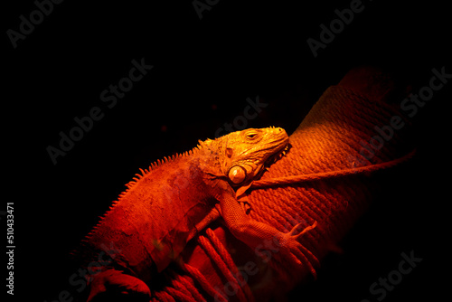 Infrared heat lamp for reptile and amphibian care. Green iguana relaxing and warming up under the red glow of a heat lamp in the tank. Iguana lying on tree branch under red light in terrarium. photo