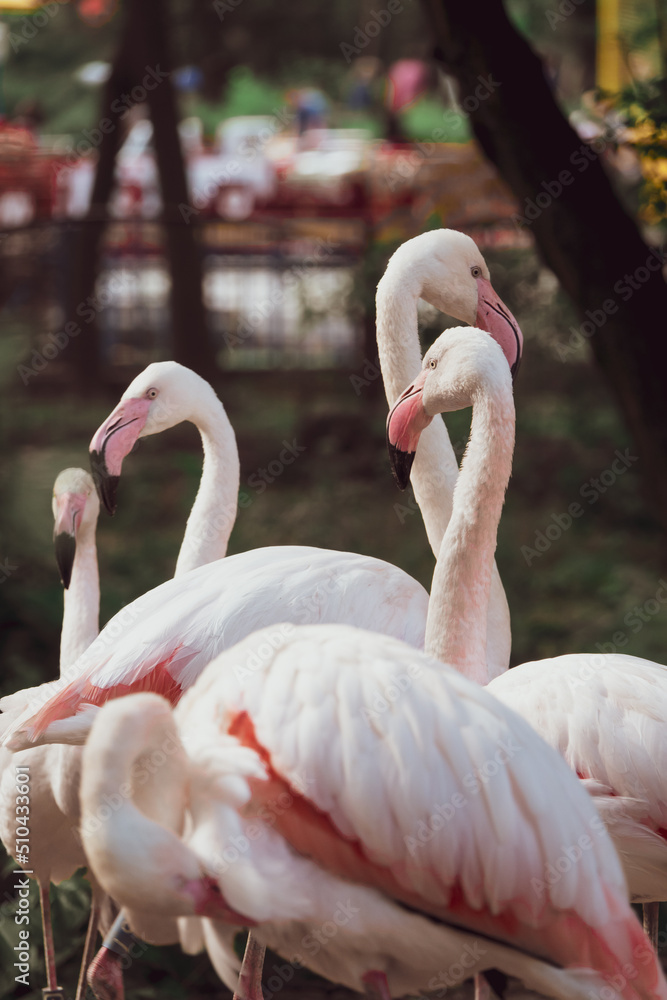 Naklejka premium Flamingo in the Zoo. Closeup profile portrait of a pink flamingo. A group of flamingoes. Pink flamingos against green background. Phoenicopterus roseus, flamingo family.