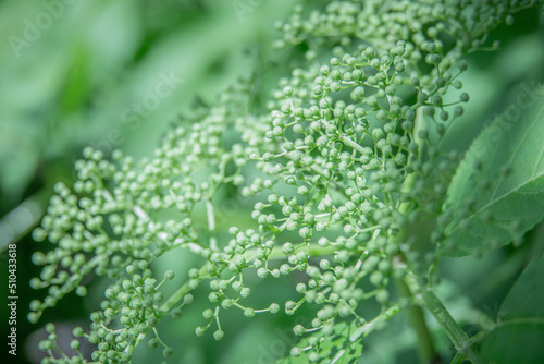 Light green hydrangea flower buds on green leaves, closeup shot. Closed light buds of a bush.