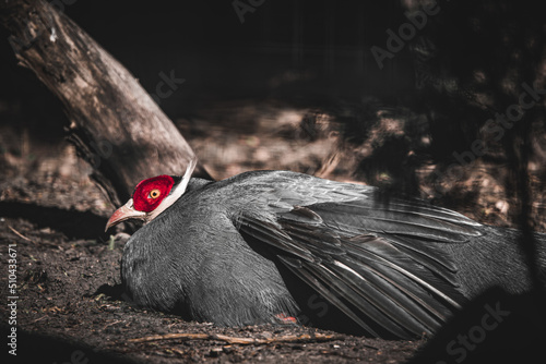 Canvastavla Gray wild bird with red head lying on the ground