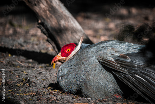 Photo Gray wild bird with red head lying on the ground