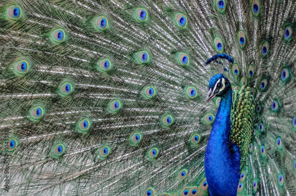 Naklejka premium peacock with feathers out