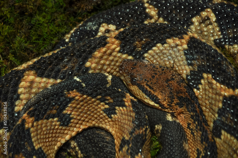 close up of a bushmaster snake close up of a bushmaster snake