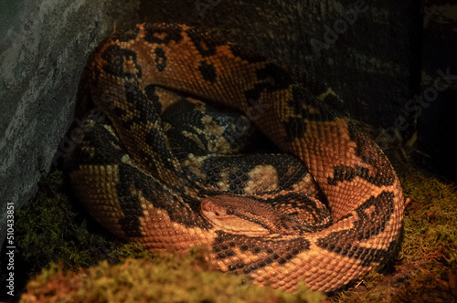 close up of a bushmaster snake photo