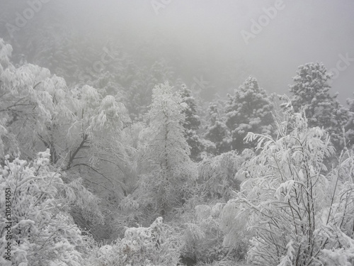 Misty snow-covered trees