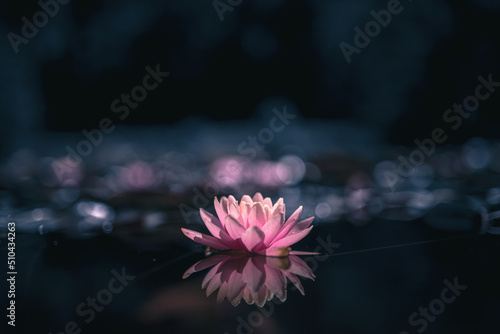 Pink lotus flower or waterlily dark background