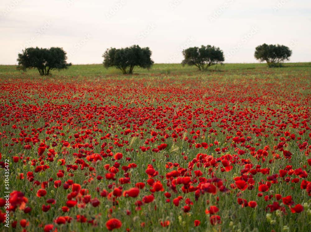 a lot of red poppies invade the field in spring