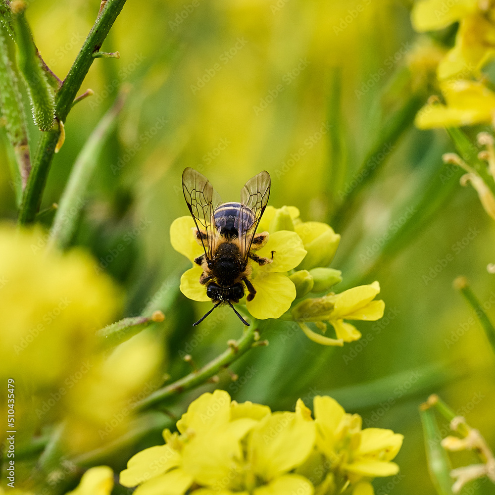 Bee collecting pollen in rapeseed plant flowers Bee collecting pollen in rapeseed plant flowers