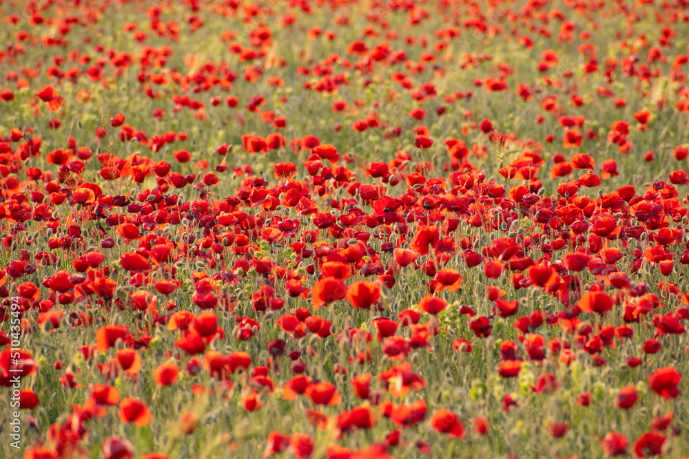 a lot of poppies invade the field in the middle of spring a lot of poppies invade the field in the middle of spring