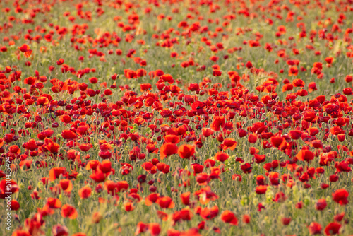 a lot of poppies invade the field in the middle of spring © David