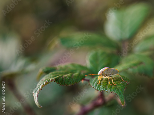 Wallpaper Mural Shield bug in its natural environment. Torontodigital.ca