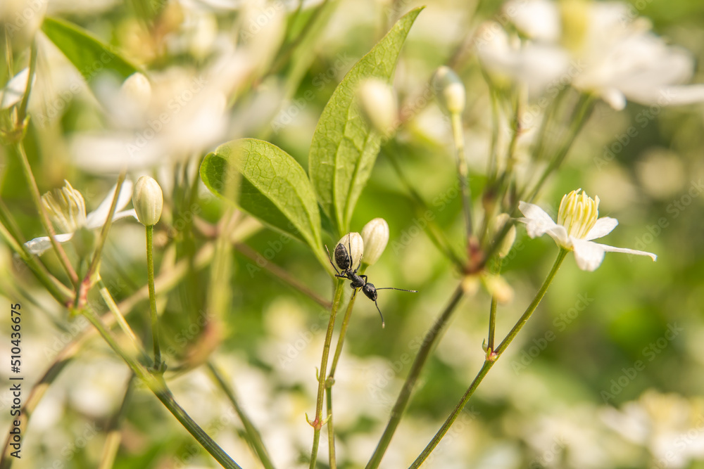 Ant insect looking for food on white bud flower. Close up macro view of some ants bug. Summer garden background with beetle, bugs, emmet. Ant insect looking for food on white bud flower. Close up macro view of some ants bug. Summer garden background with beetle, bugs, emmet.