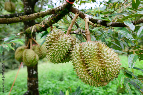Fresh durians on tree in an orchard  tropical fruit.