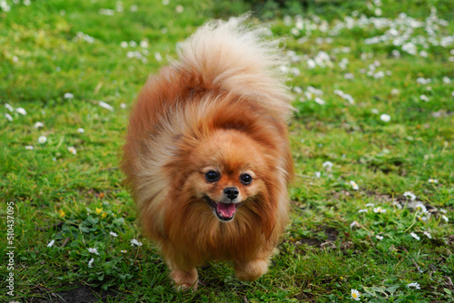 Petite chienne spitz nain joyeuse la fourrure au vent  © Flo Bidarteko