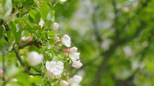 Blossoming white apple tree flowers and green spring foliage. Spring time.