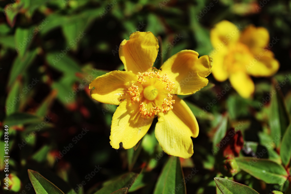 Fototapeta premium A beautiful closeup shot of a flower at a public garden at Crosby Marina, near Crosby Beach. This flower is open and in full bloom due to summer, ideal for a flower or nature background.