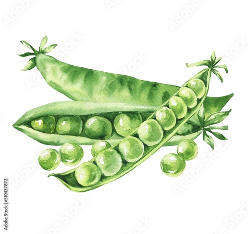 Watercolor fresh green peas on white background. Food vegetables illustration. photo