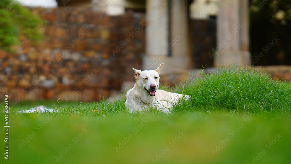 alone dog image on street india alone dog image on street india