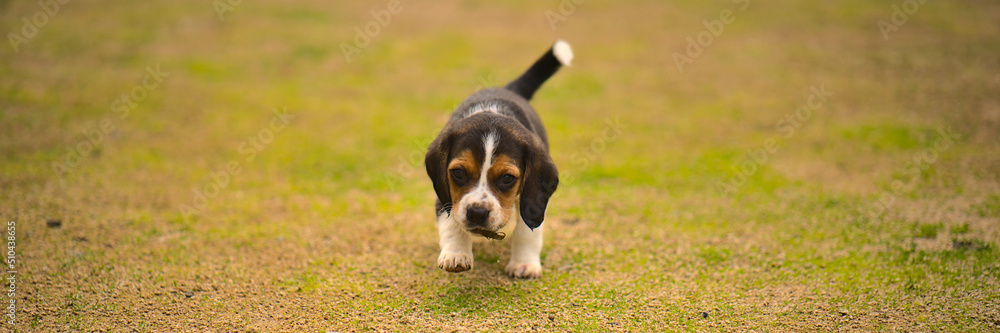 Beagle puppy running in the field