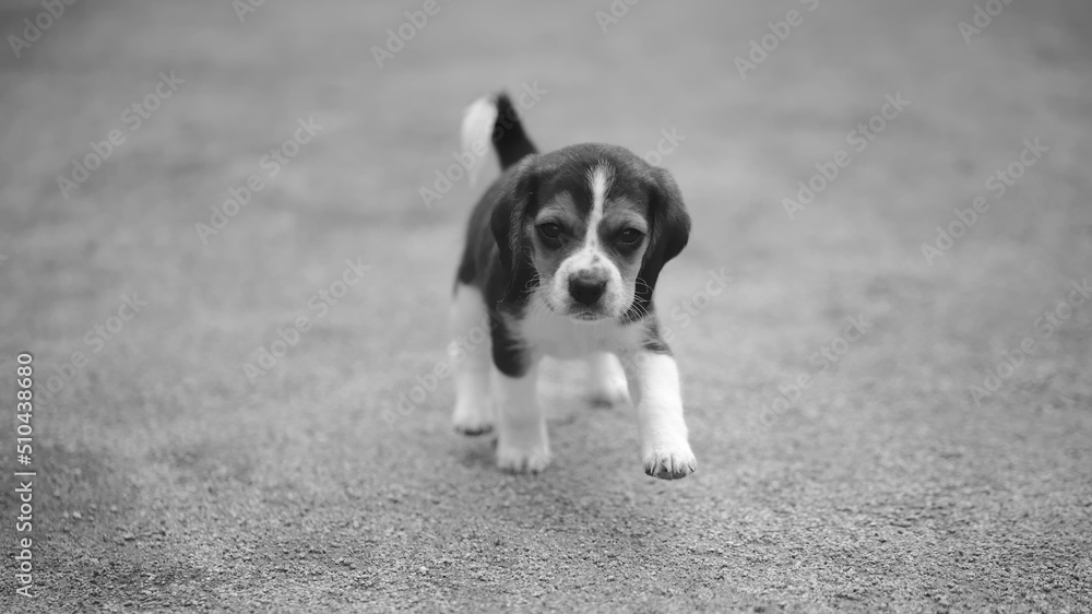 beagle puppy running in the field