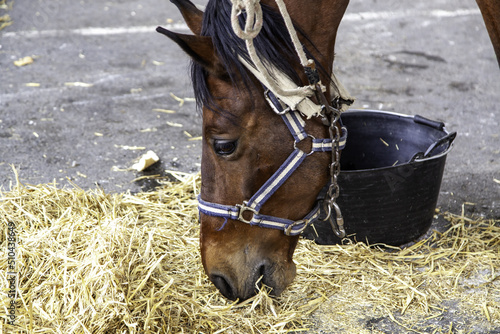 Horse eating straw