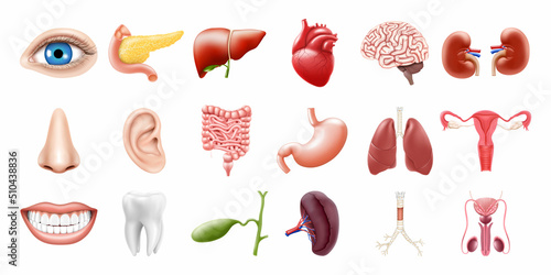 Human internal organs isolated on white background. Lungs, kidneys, stomach, intestines, brain, heart, spleen, liver, tooth, trachea, gallbladder, eye. Realistic 3d vector icons set