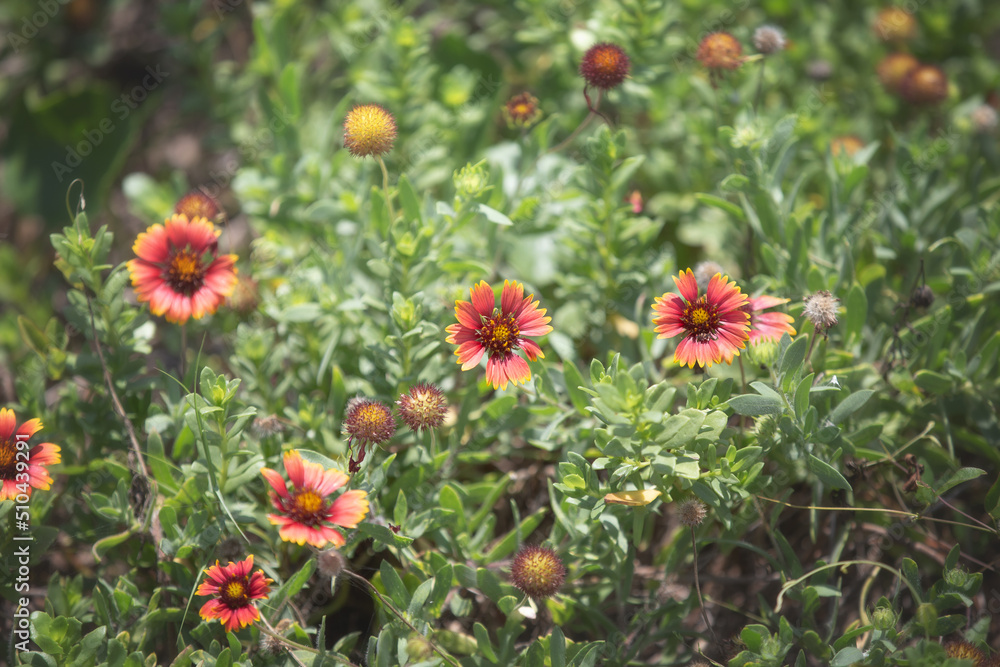 Pink and orange small sunflowers, wildflowers, and pink roses on a nature trail in front of a small pond in a tropical rainforest setting in Florida