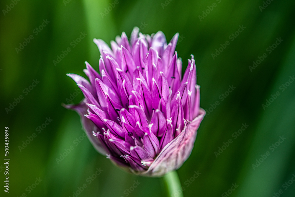 thistle flower thistle flower